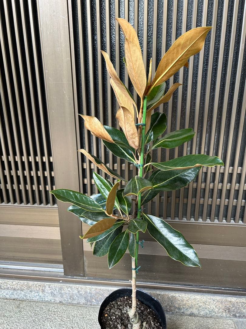 今人気　常緑タイサンボク　リトルジェム 接木株