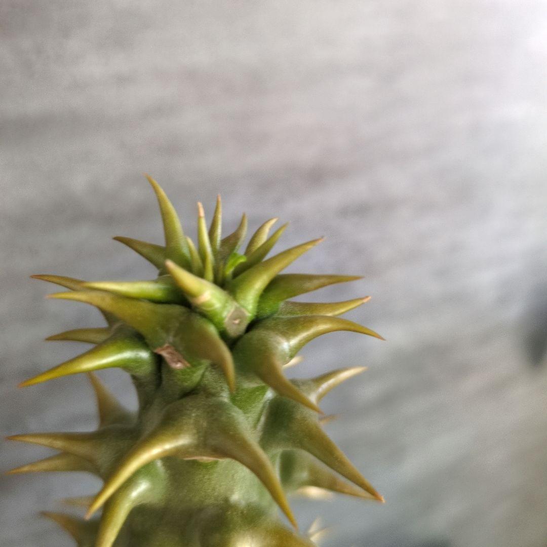 と*さ様 パキポディウム　アンボンゲンセ　特大株　白肌　コーデックス　塊根植物