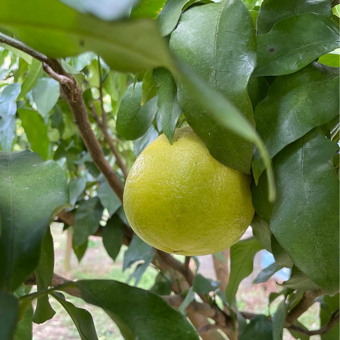 2国産ベルガモットオレンジ果実香りが強い露地栽培約:9k A品【一部分B品含む】