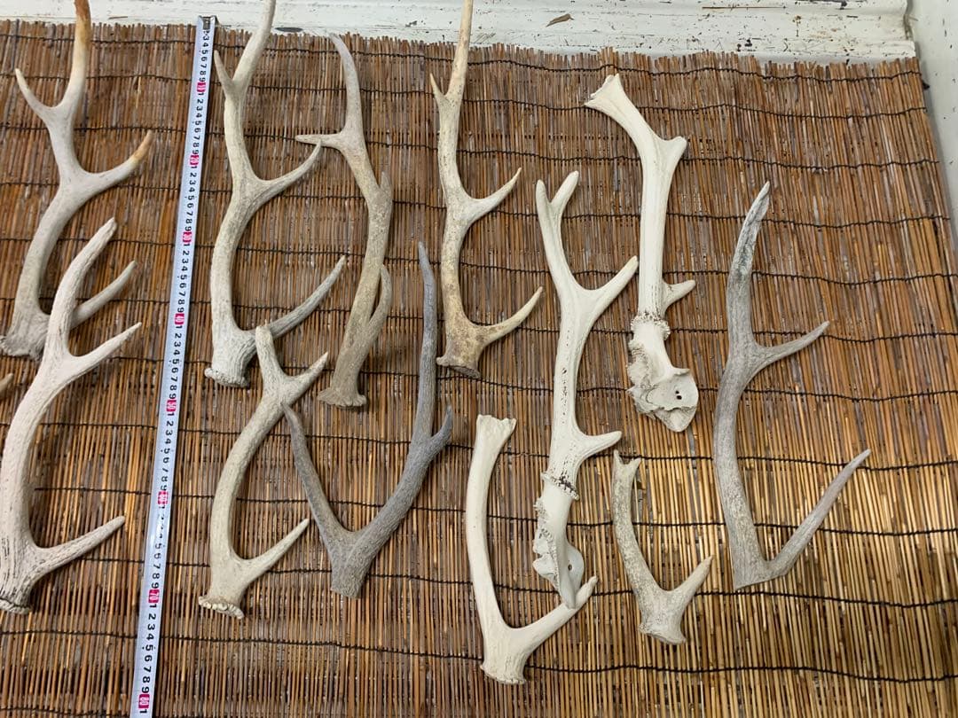 9kg 20本 鹿の角　エゾシカ　角 端材　アクセサリー　パーツ素材