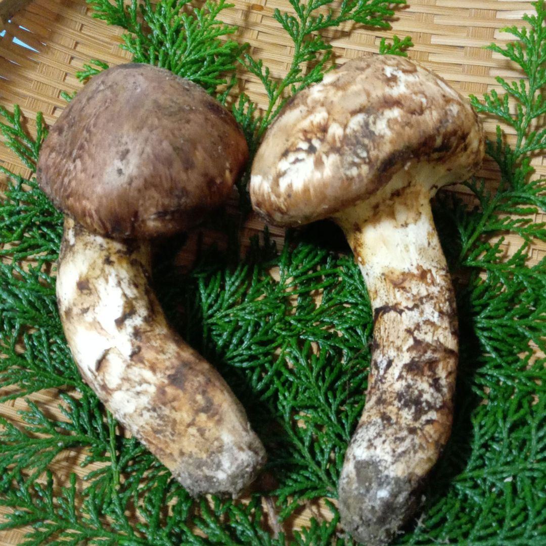 長野県産　松茸　229g