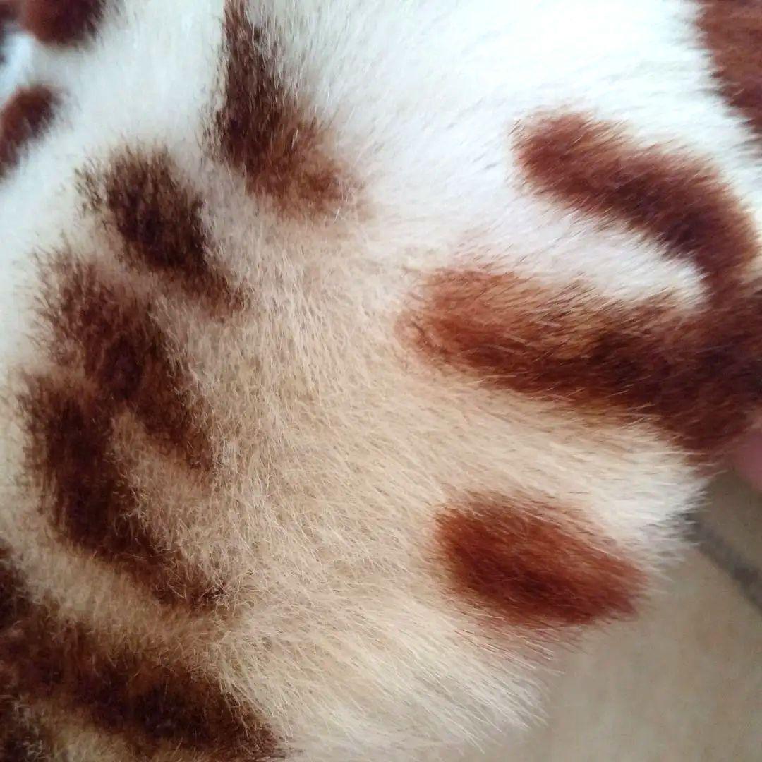 最終セール★ideu フランス製ラム毛皮コート★ゼブラ柄 L