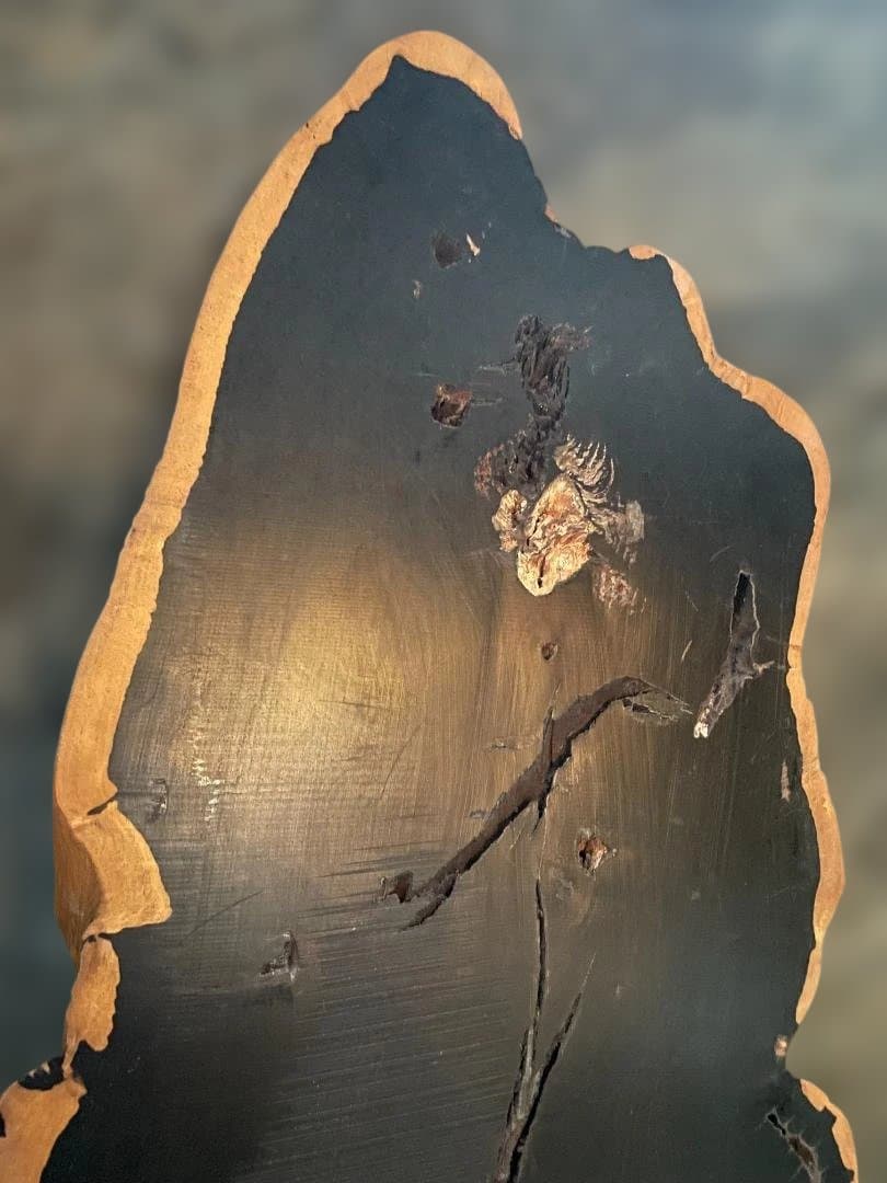 希少 大型 本黒檀 花瓶台 盆栽 花台 飾り台 一枚板 切り株 輪切 華道