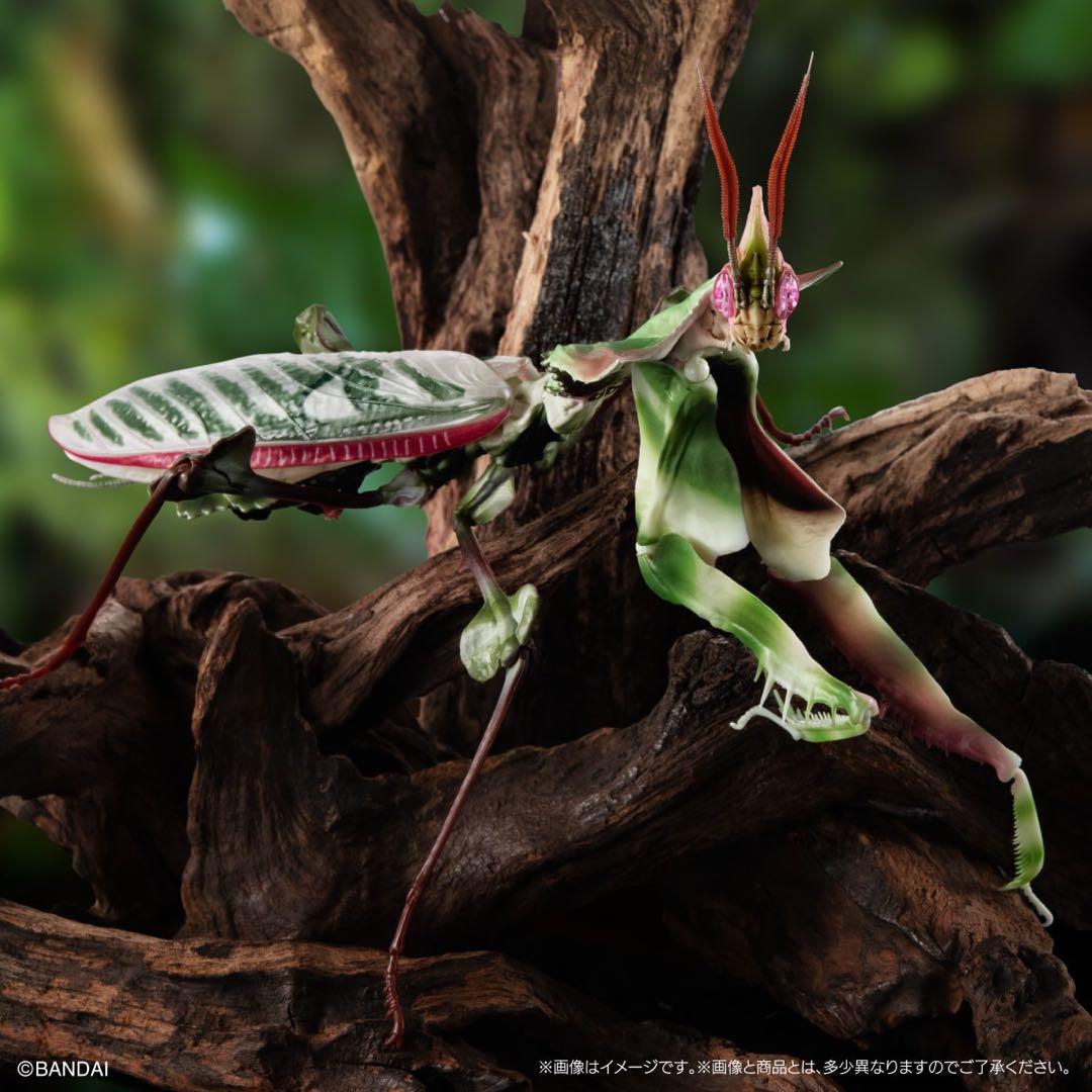 シ*ン様 いきもの大図鑑アドバンス　ニセハナマオウカマキリコンプリート