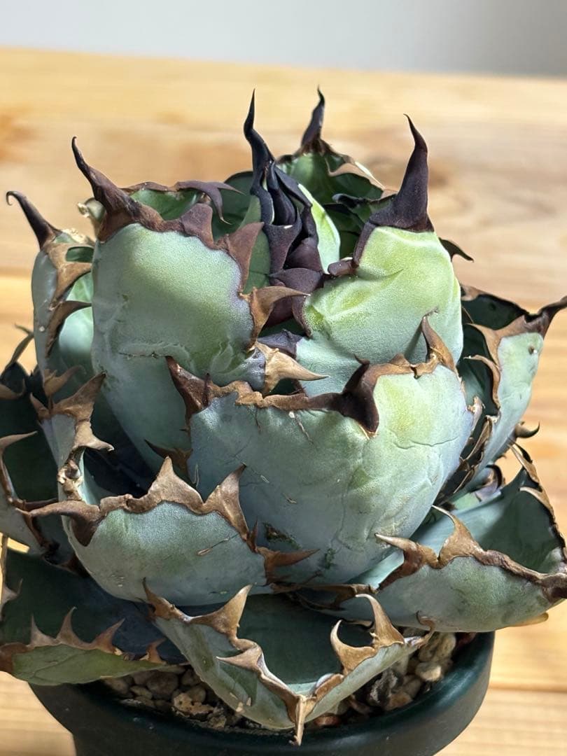 Black&Blue 〜Blue ball〜 シンプルに良血統　チタノタ