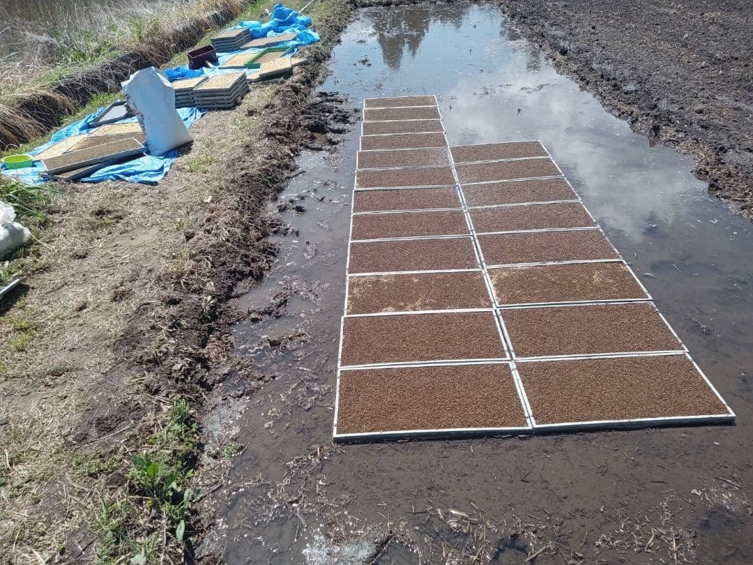 キヨニシキ　玄米１０ｋｇ　令和７年産　天日干し　化学肥料農薬不使用