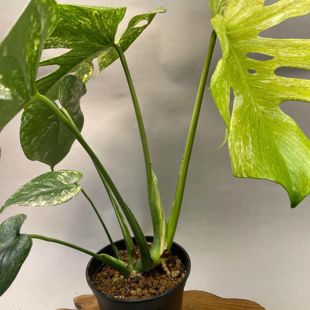 ち*か様 L030 大株　ホワイトモンスター 天津蘭 モンステラ斑入り　デリシオ