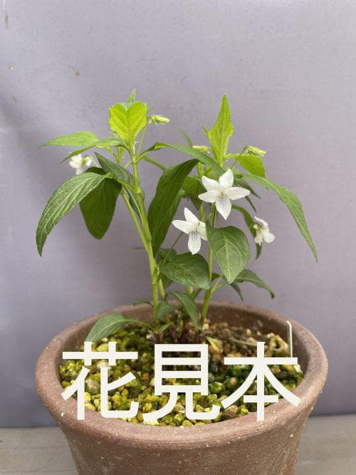 m*o様 タデスミレ　山野草