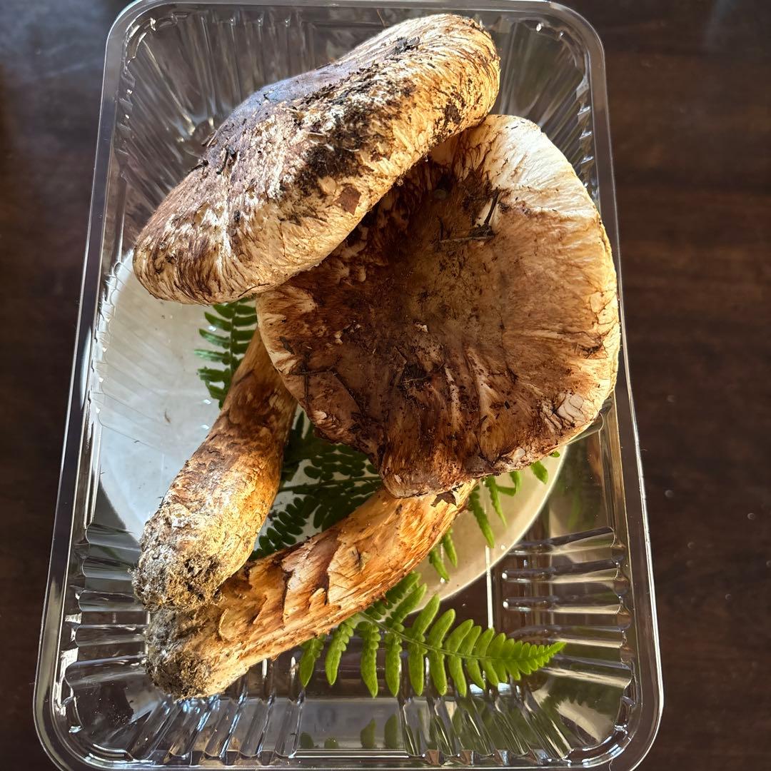 【訳あり】松茸　250g 信州長野県産