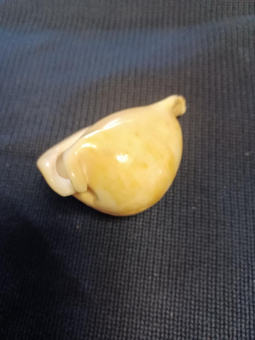 タカラガイ、貝殻