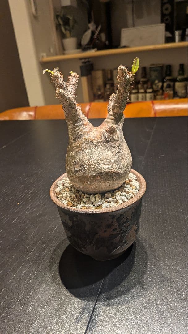 【極上】パキポディウム グラキリス 鉢付き 塊根植物（発根済）