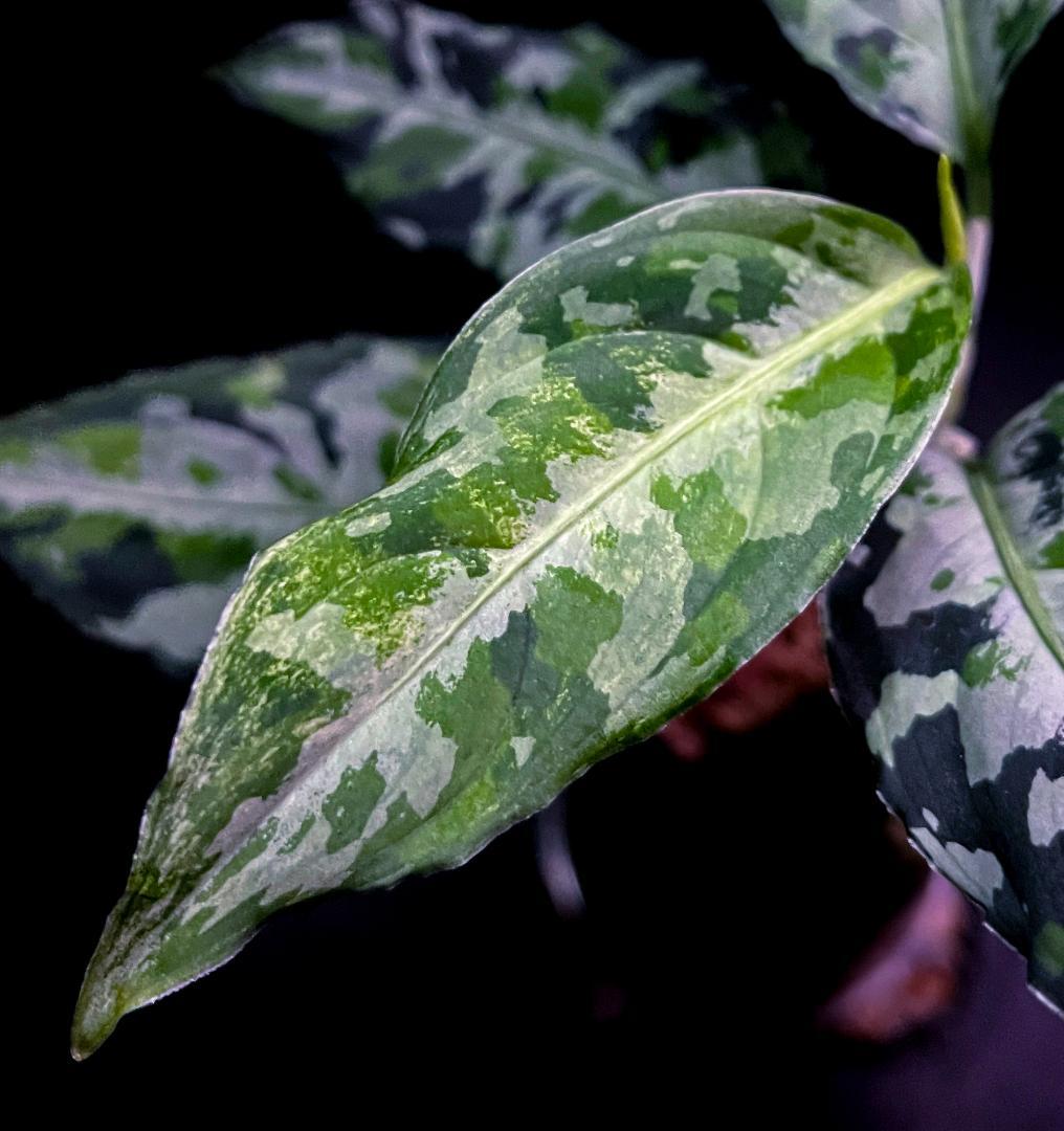 ◆RGL◆ 斑入り 中株 現地便 南スマトラ アグラオネマピクタム マルチカラー