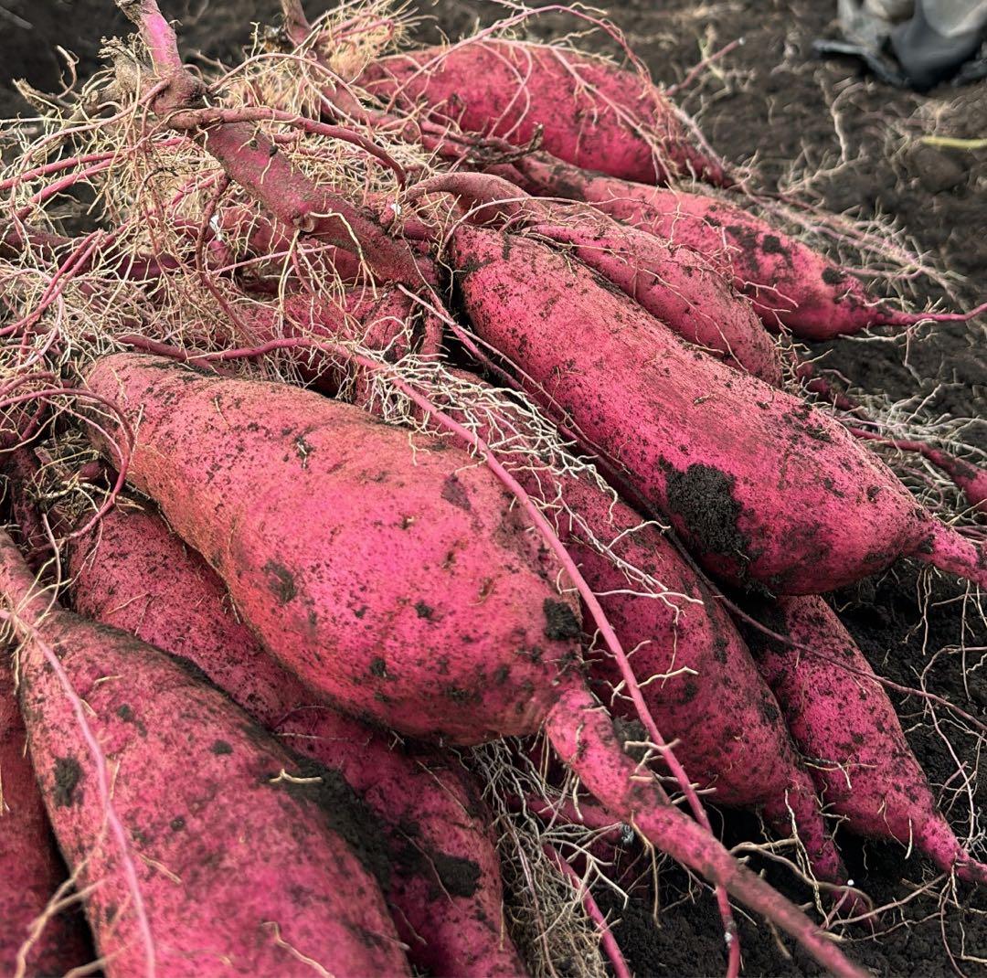 熊本県産さつまいも 紅はるか 自然栽培 20kg