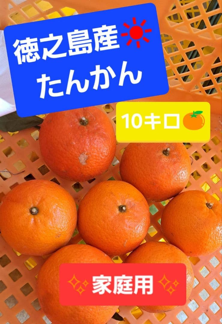 徳之島産 たんかん 10キロ 家庭用