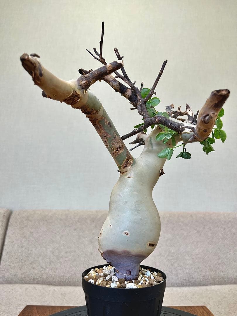 コミフォラ ピュアカタフ ソマリア産 コレクション ぷっくり