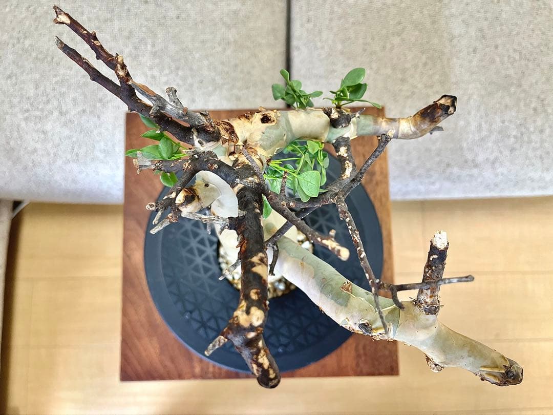 コミフォラ ピュアカタフ ソマリア産 コレクション ぷっくり