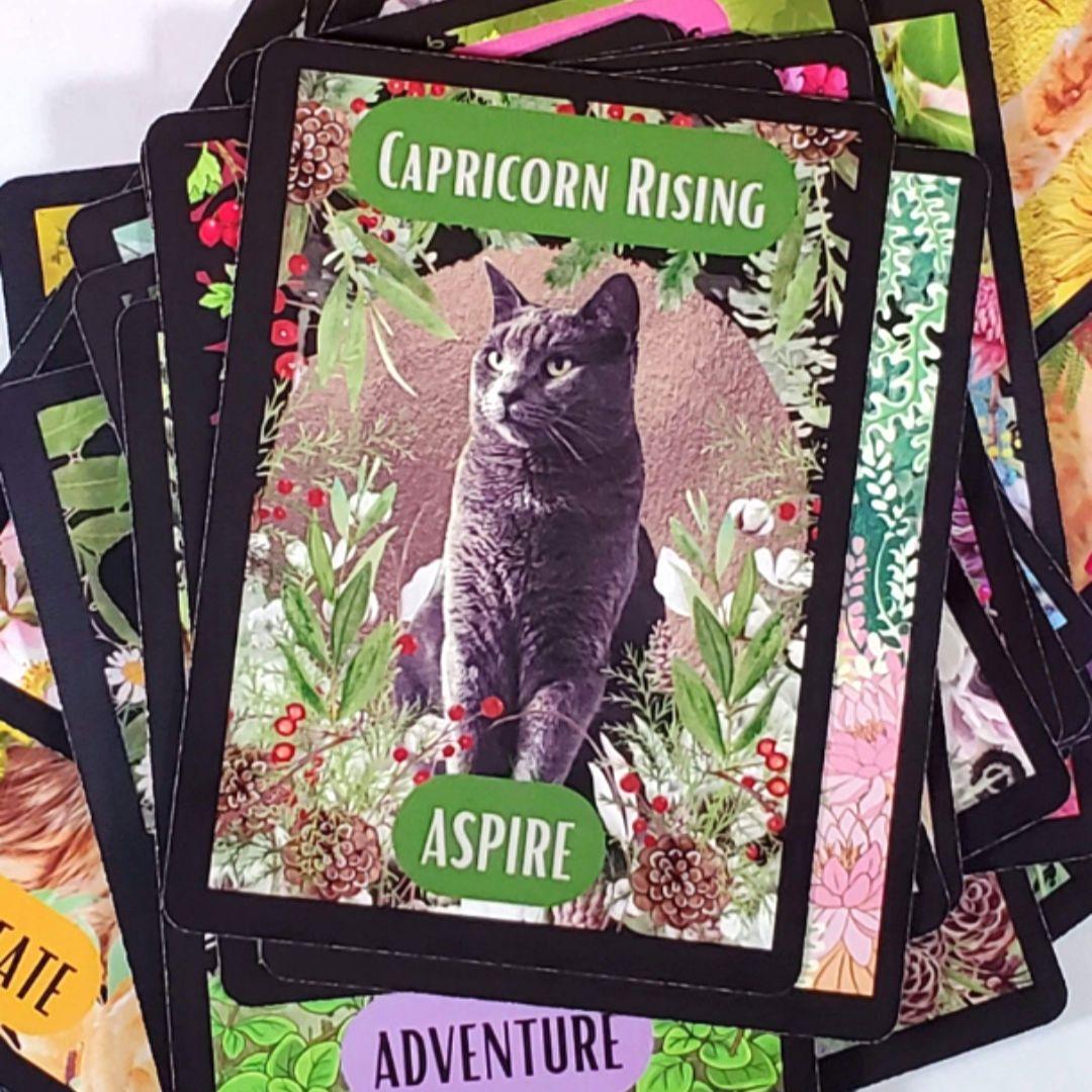 りるりる　新品 猫の庭 オリジナル日本語訳付き 全36枚