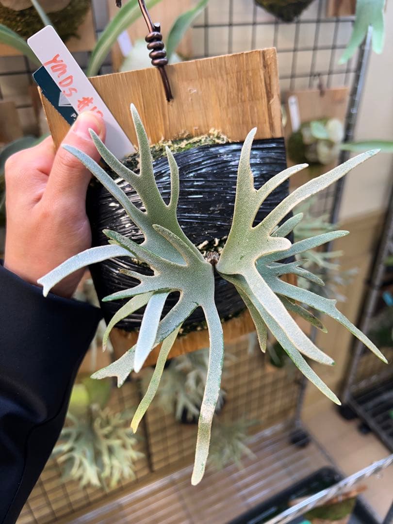 年末大特価P.willinckii Totoro spore YMDs 17