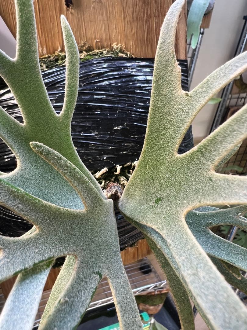 年末大特価P.willinckii Totoro spore YMDs 17