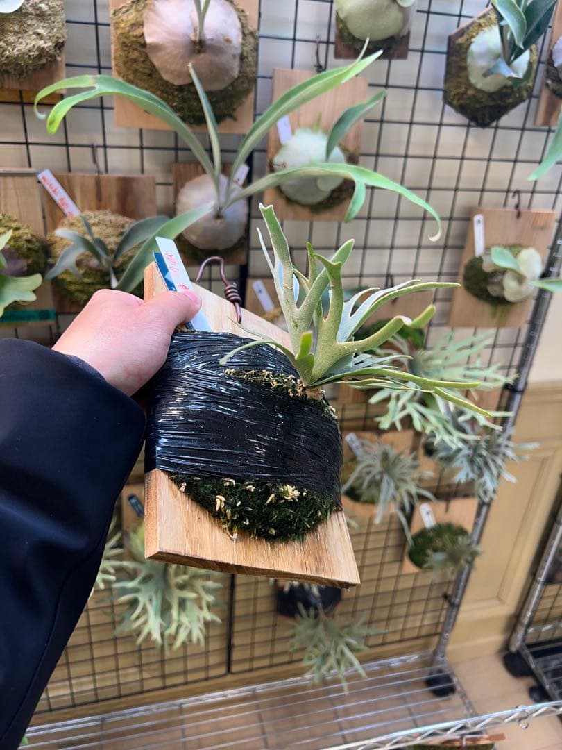 年末大特価P.willinckii Totoro spore YMDs 17