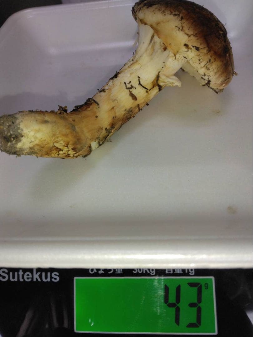 ビッグマミー(*´꒳`*) 　10月16日夕採れ 岩手県産　松茸