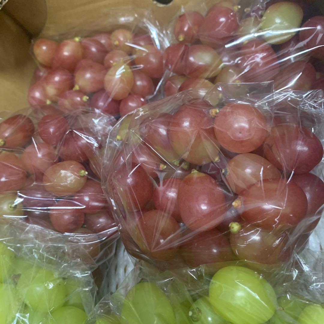 信州　黄色シャインマスカット＆クイーンルージュ®︎（粒）