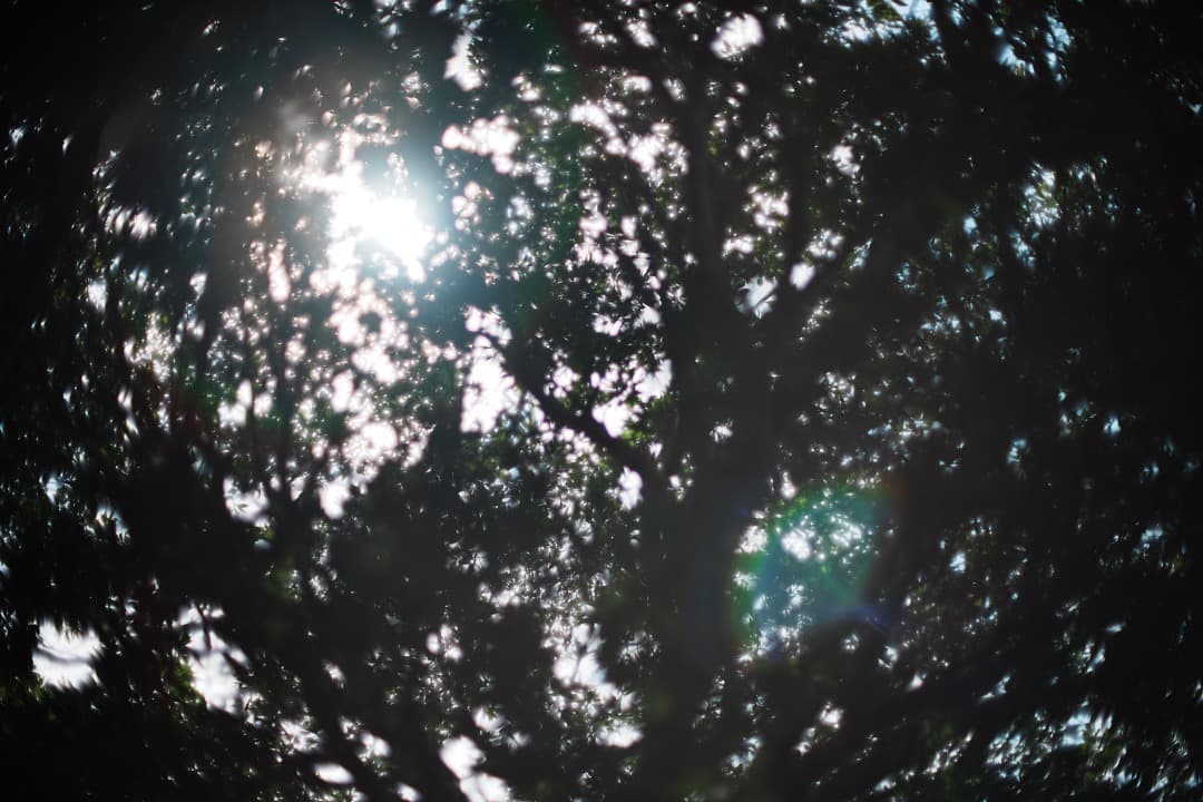 【極美品】動作◎ ニコン Ai Nikkor 50mm F1.2 962