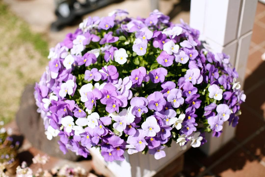 フィルムカメラ PENTAX SMC TAKUMAR f1.4 50mm M42 L74