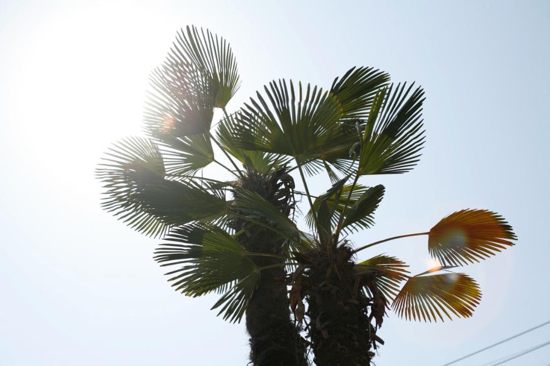 フィルムカメラ PENTAX SMC TAKUMAR f1.4 50mm M42 L74