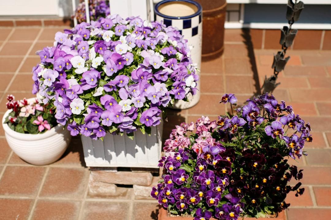 フィルムカメラ PENTAX SMC TAKUMAR f1.4 50mm M42 L74