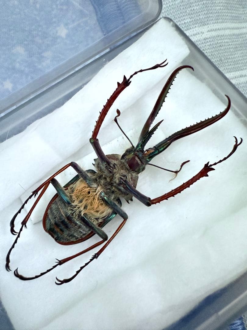 【貴重！】ホロメタリクス・チリクワガタ（コガシラクワガタ）