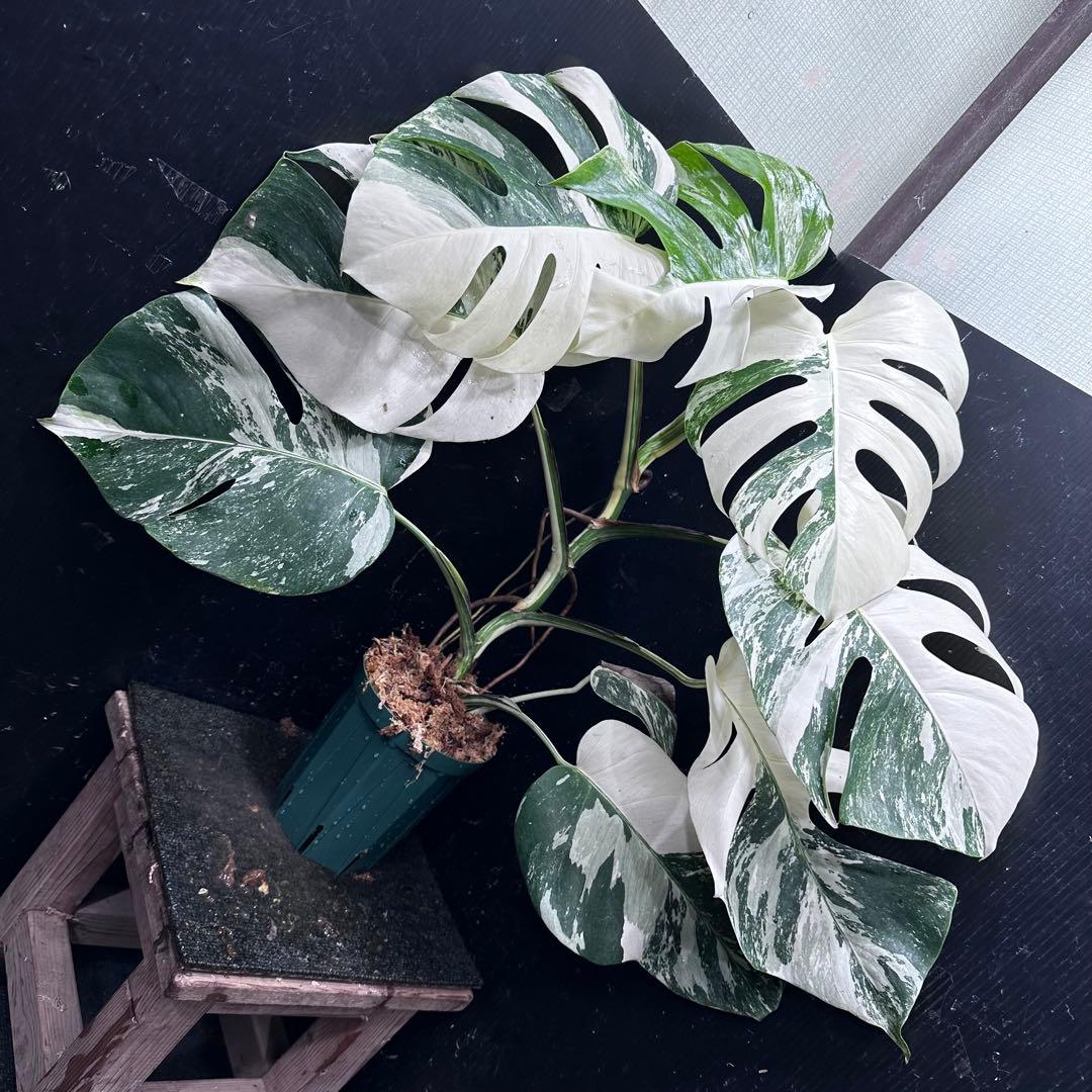 c*f様 斑入りモンステラ ホワイトタイガー極美大株73cm白斑多