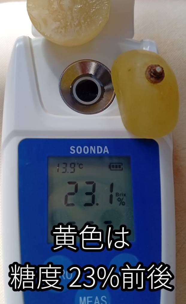 シャインマスカット5キロ☆家庭用・粒・訳あり☆食感良い☆北信州中野市産