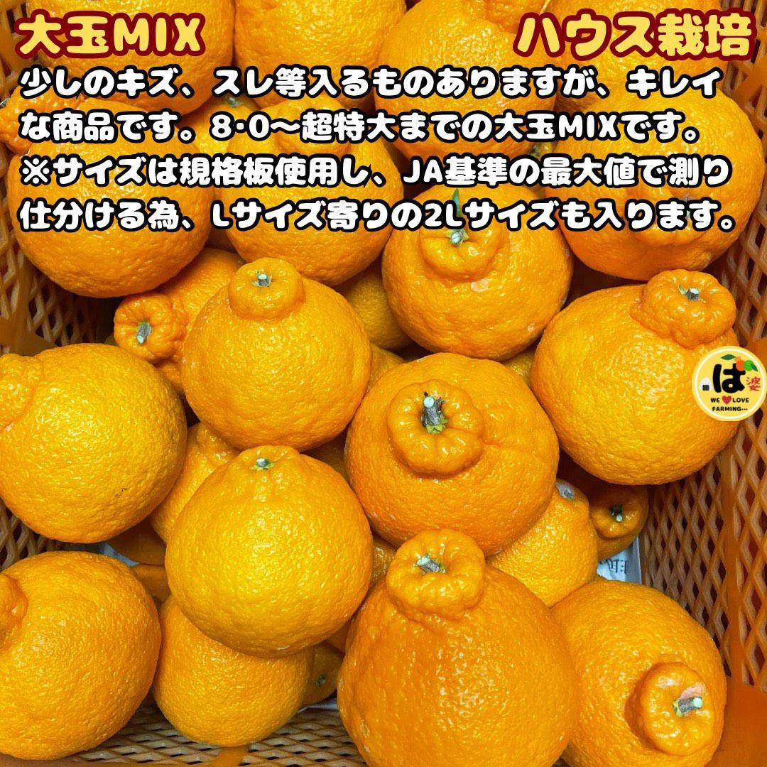 ※確認用　大玉MIX箱込み9.5kg以上【ハウス栽培　不知火　デコポン　肥の豊】