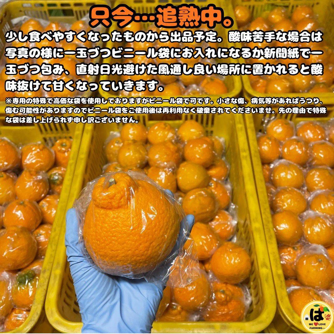 ※確認用　大玉MIX箱込み9.5kg以上【ハウス栽培　不知火　デコポン　肥の豊】