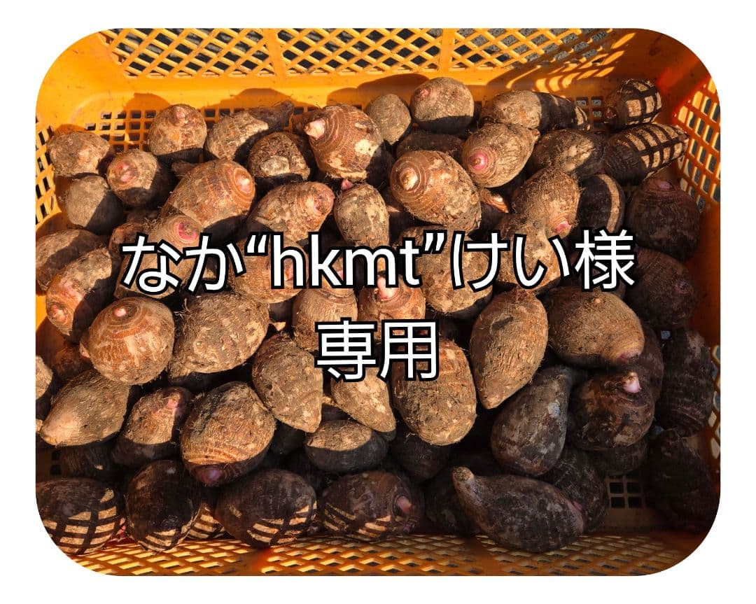 宮崎県産　里芋　赤芽芋20kg①