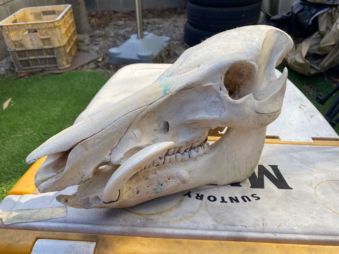 牙がデカい、猪の頭蓋骨。ハンティングトロフィー。