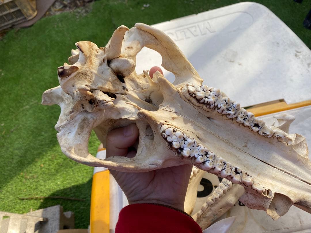 牙がデカい、猪の頭蓋骨。ハンティングトロフィー。