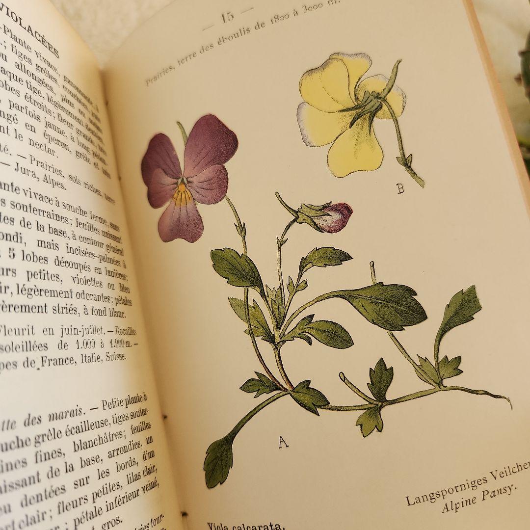 植物図鑑　洋書　ボタニカルアート　フランスアンティーク　　古書　14