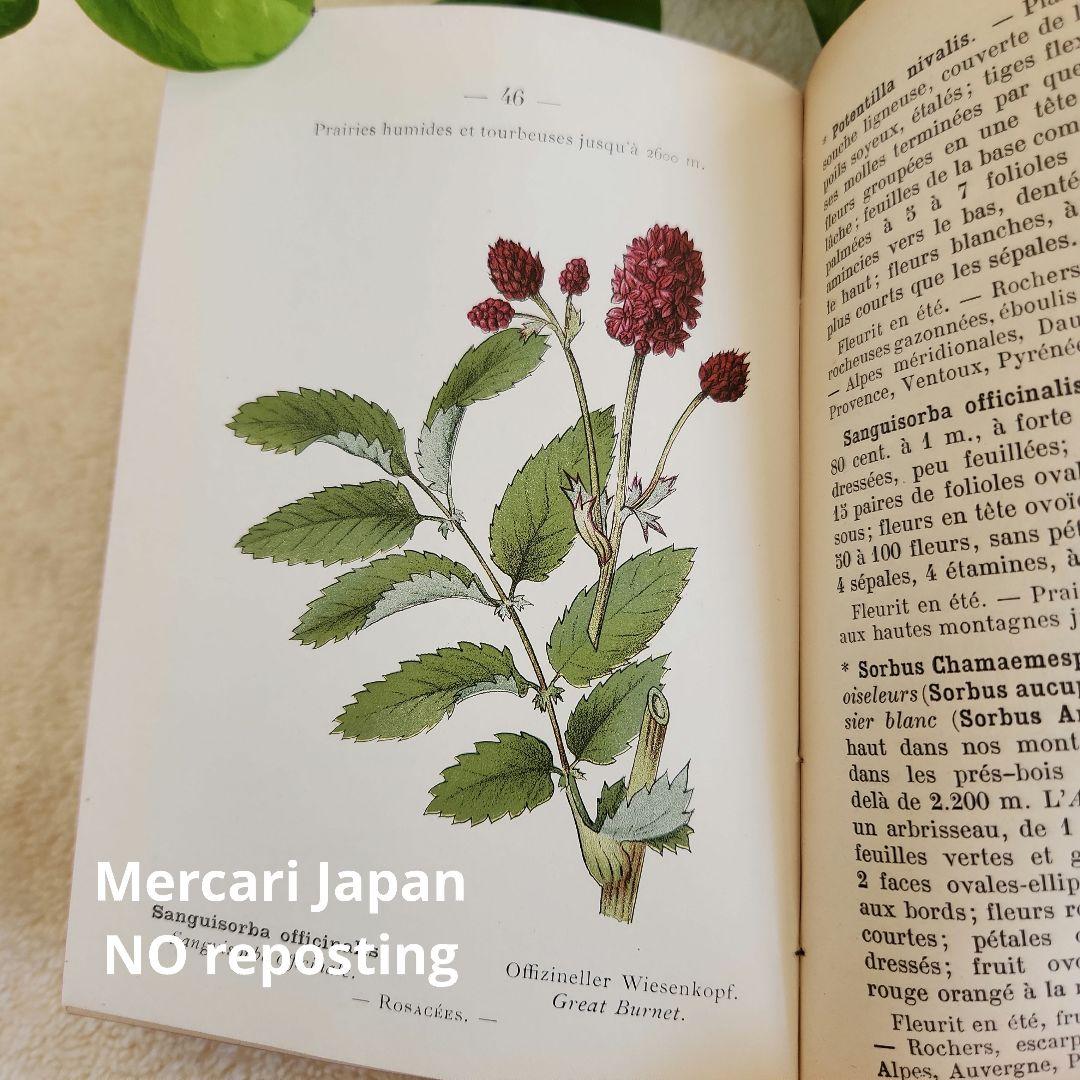 植物図鑑　洋書　ボタニカルアート　フランスアンティーク　　古書　14