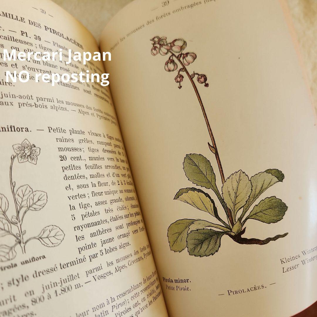植物図鑑　洋書　ボタニカルアート　フランスアンティーク　　古書　14