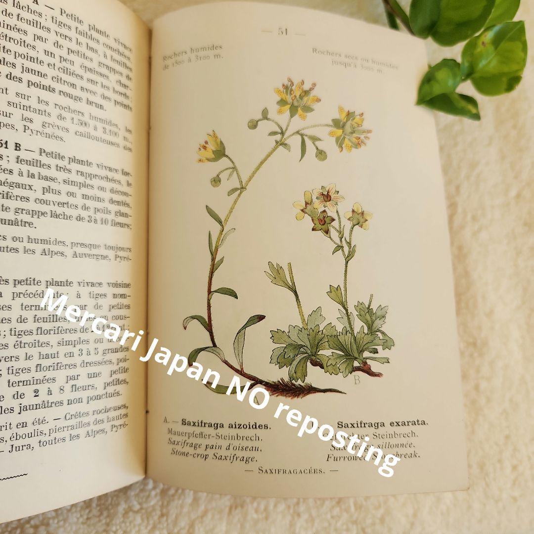 植物図鑑　洋書　ボタニカルアート　フランスアンティーク　　古書　14