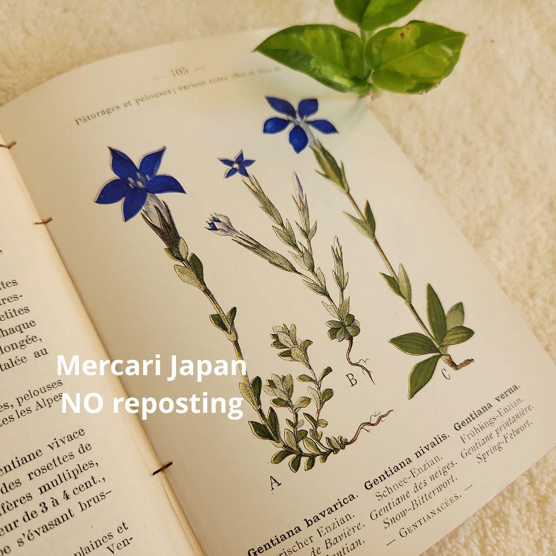 植物図鑑　洋書　ボタニカルアート　フランスアンティーク　　古書　14