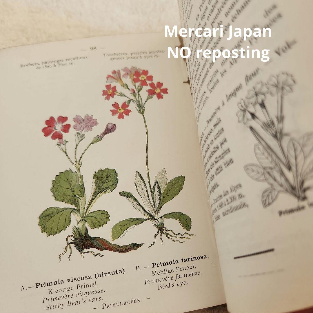 植物図鑑　洋書　ボタニカルアート　フランスアンティーク　　古書　14