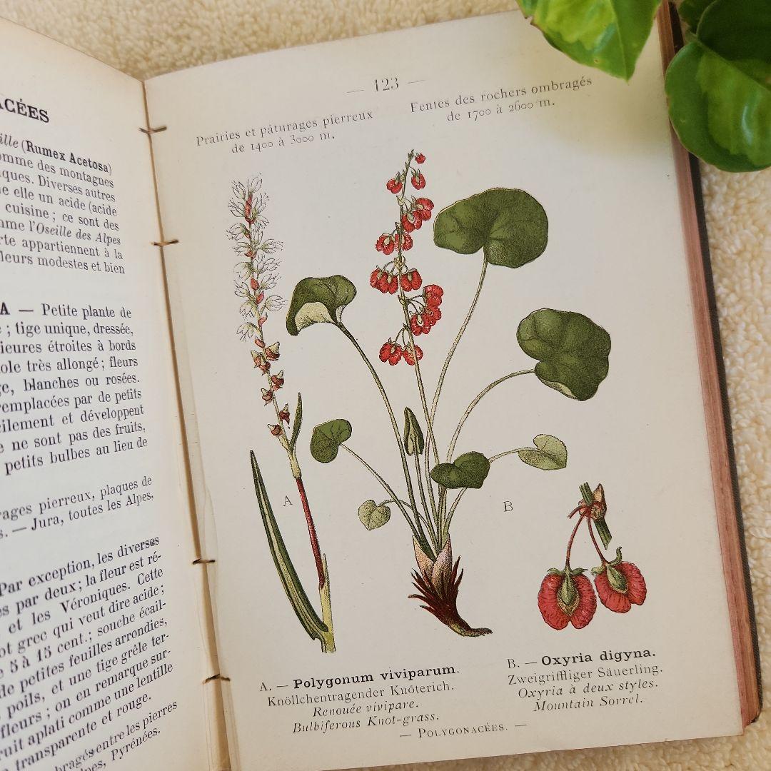 植物図鑑　洋書　ボタニカルアート　フランスアンティーク　　古書　14