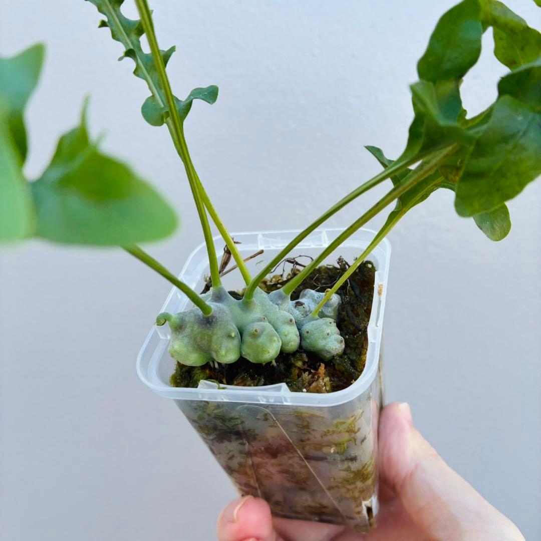 【希少・美麗】レカノプテリス　ルゾネンシス＋イエローチップ　計2点