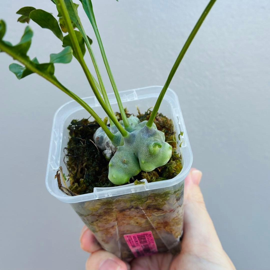 【希少・美麗】レカノプテリス　ルゾネンシス＋イエローチップ　計2点