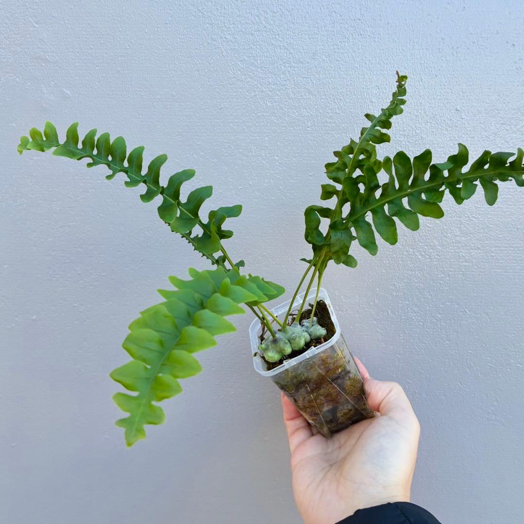 【希少・美麗】レカノプテリス　ルゾネンシス＋イエローチップ　計2点