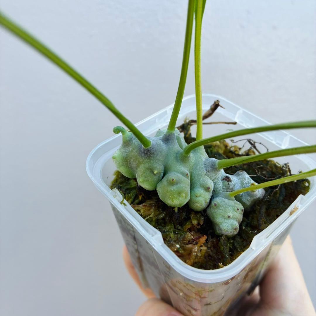 【希少・美麗】レカノプテリス　ルゾネンシス＋イエローチップ　計2点