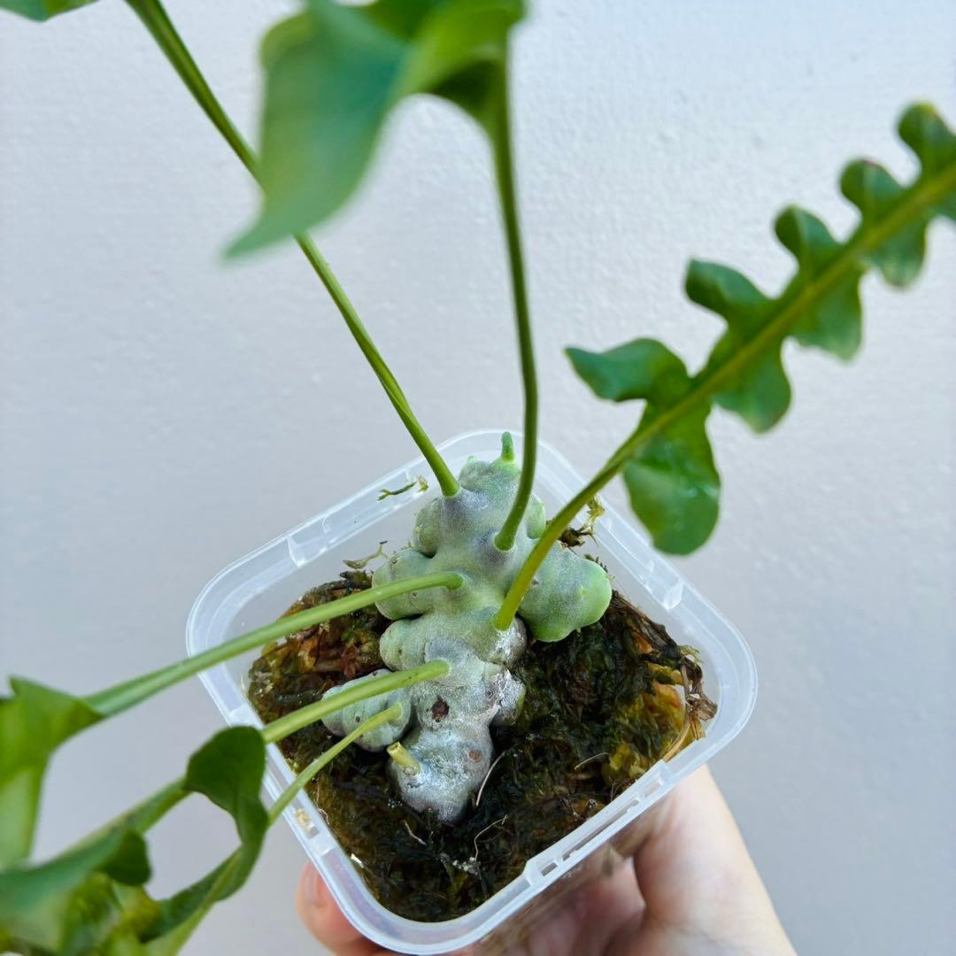 【希少・美麗】レカノプテリス　ルゾネンシス＋イエローチップ　計2点